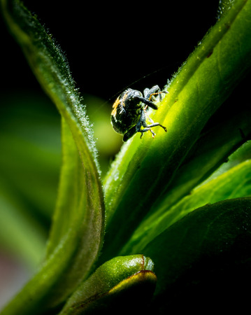 Litlle bug (Ceutorhynchus obstrictuson) on green grass in forest macro photo