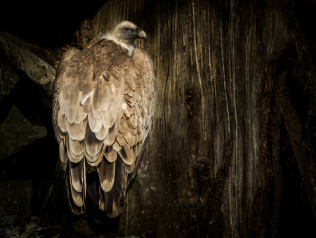 Big Bird Cinereous vulture (Aegypius monachus) on tree and wood backgroundの写真素材