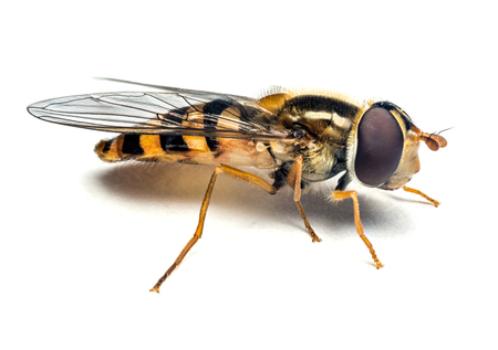 Syrphidae wasp or the fly isolated on white background macro photography