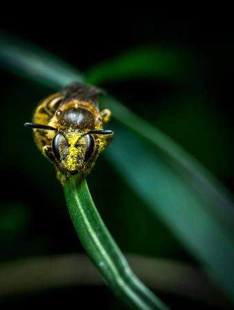 Litlle wasp on grass on dark background macro photo