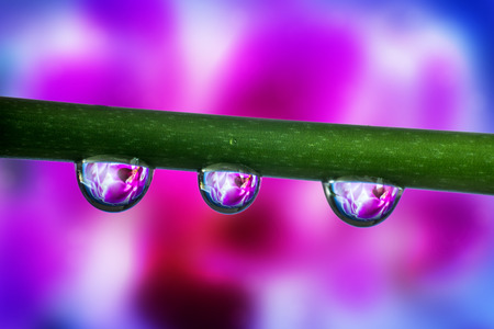 Beuty violet orchid inside a water drop abstract macro photographyの写真素材