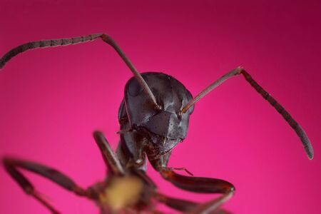 Little brown Ant on violet background extreme macro photographyの写真素材