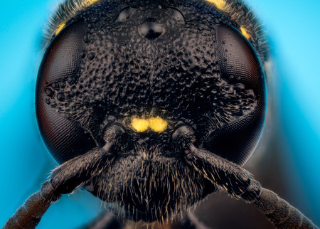 Detail of Head of wasp Trypoxylon species on blue background  micro or extreme macro photographyの写真素材