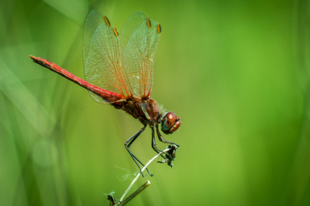 Red Dragonfly on grass on meadow macro photography