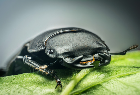 Young stag beetle (Lucanus cervus) on green leafの写真素材