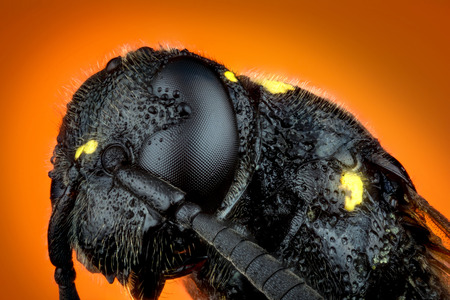 Detail of Head of wasp Trypoxylon species on orange background  micro or extreme macro photographyの写真素材