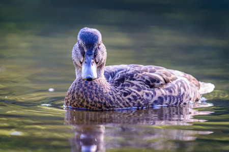 The mallard or wild duck (Anas platyrhynchos) swimming in waterの写真素材