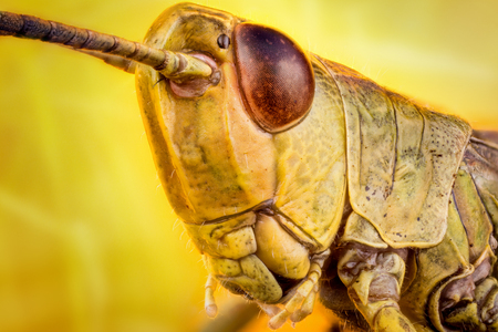 Head of Bush cicket (ensifera)   macro or micro photographyの写真素材