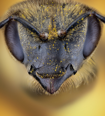 Head of the honey bee extreme macro or micro photographyの写真素材
