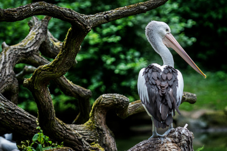 Australian pelican sitting near river (Pelecanus conspicillatus) の写真素材