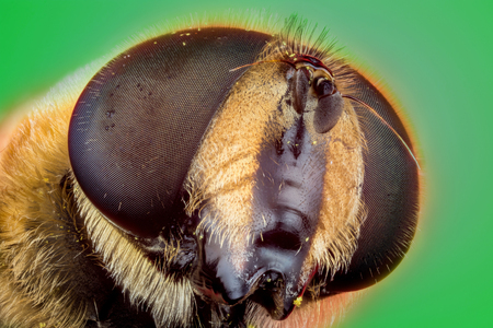 hoverfly or the drone fly (Eristalis tenax) macro photographyの写真素材