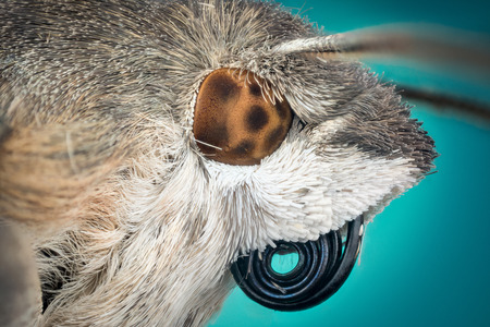 Portrait Head of moth macro or micro photographyの写真素材