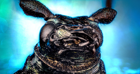 Head of ground beetle (Carabus rutilans) micro or extreme macro photographyの写真素材