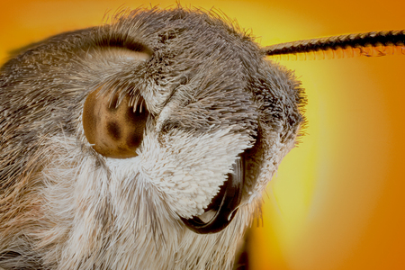 Portrait Head of moth macro or micro photographyの写真素材