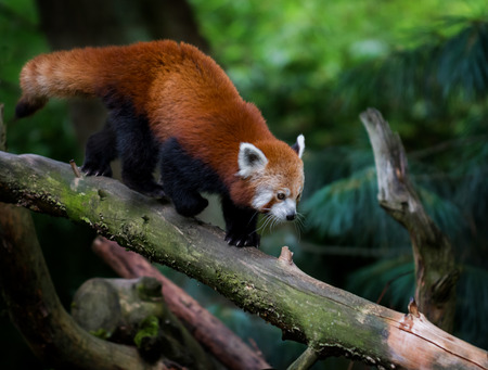 Nice red panda (Ailurus fulgens) on treeの写真素材