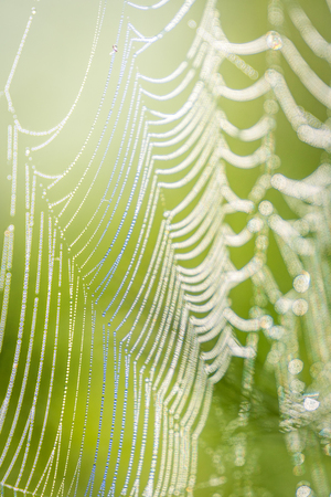 Spiders web with dew on meadow in morningの写真素材