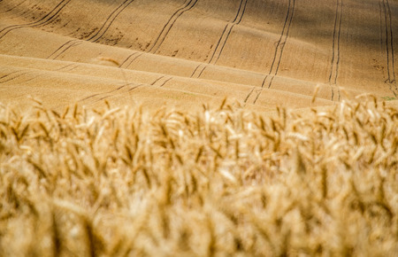 Moravian Tuscany landscape, south Moravia, Czech republicの写真素材