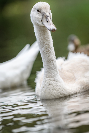 Swan (Cygnus olor) chicks with mother on green river with green background, wildlife animal photographyの写真素材