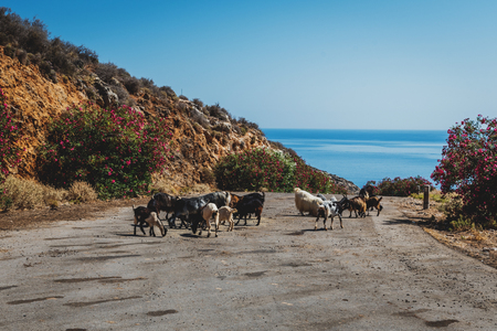 goats on the road   in crete in sunny dayの写真素材