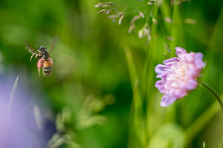 Violet flower on meadow and bee fly away
