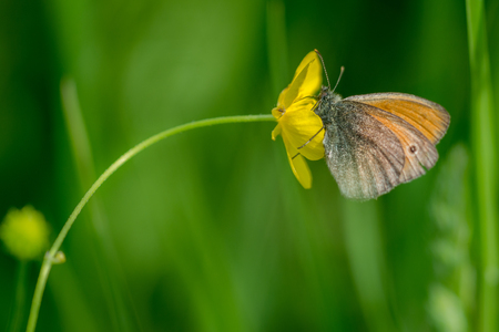 Butterfly on a flower and green backgroundの写真素材