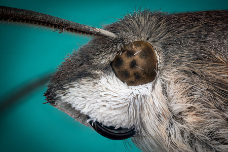 Portrait Head of moth macro or micro photographyの写真素材