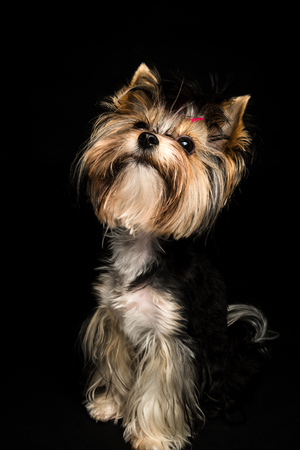cute Biewer Yorkshire Terrier with pink bow on black background. Dogs portraitの写真素材