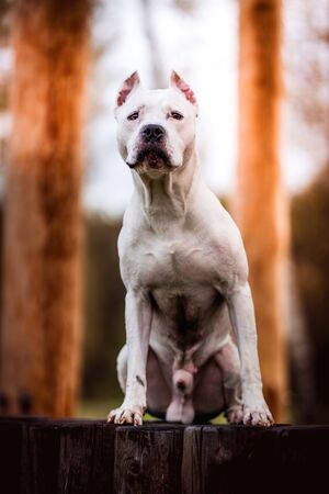 Portrait of white American pitbull terrier in outdoors in autumn forestの写真素材