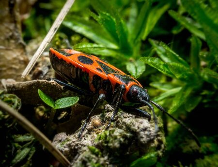 Litlle red the firebug (Pyrrhocoris apterus) in grass macro