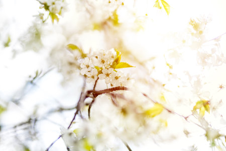 Summer flower or blossom on a sunny day