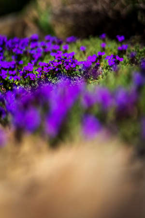 Summer flower or blossom on a sunny day
