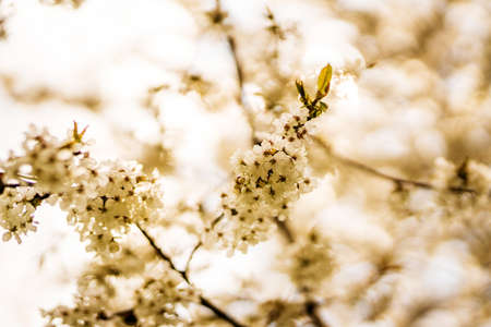 Summer flower or blossom on a sunny dayの写真素材