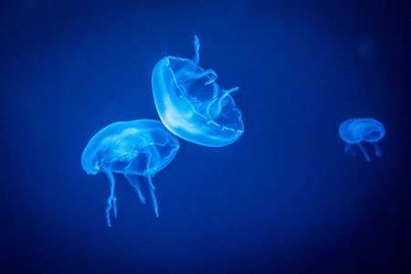 beautiful jellyfish or medusa swimming in blue aquariumの写真素材