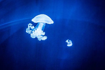 beautiful jellyfish or medusa "Chrysaora chinensis" swimming in blue aquariumの写真素材