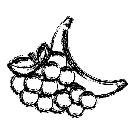 Contour grape and banana fruit iconのイラスト素材