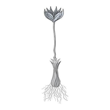 flower plant processing herbal botanyのイラスト素材