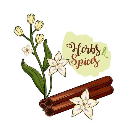 herbs and spices plants and organ food vector illustrationのイラスト素材