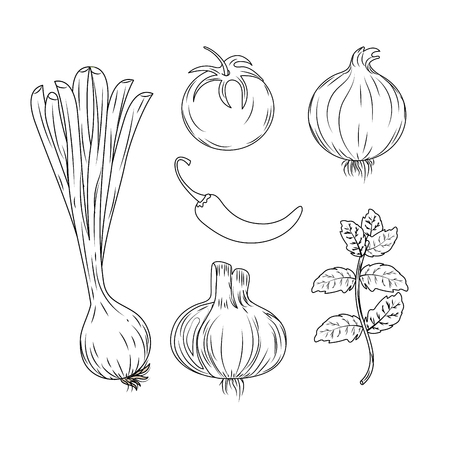 Set herbs and spices plants and organ food vector illustrationのイラスト素材