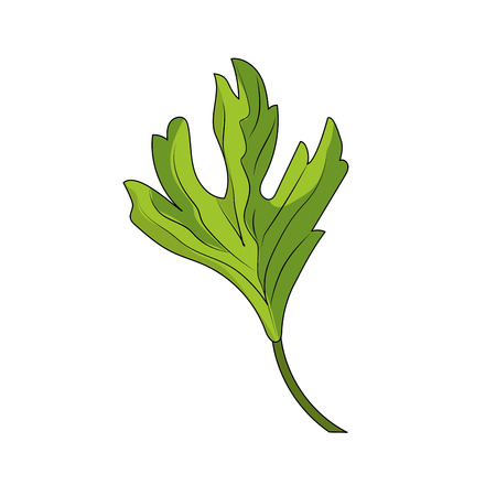 coriander herb to natural condiment of foodのイラスト素材