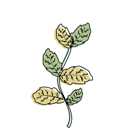 nice plant ingredient to condiment of foodのイラスト素材