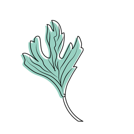 coriander herb to natural condiment of foodのイラスト素材