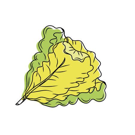 fresh lettuce natural vegetable nutritionのイラスト素材