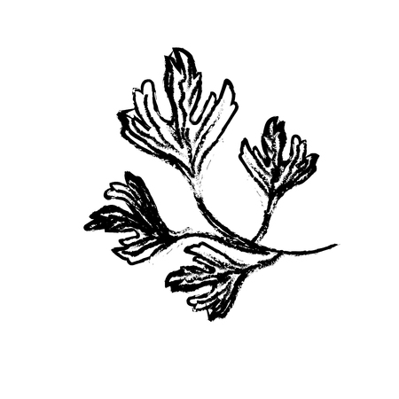 line coriander herb to natural condiment of foodのイラスト素材