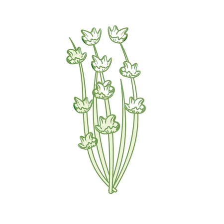 silhouette plant ingredient to condiment of food vector illustrationのイラスト素材