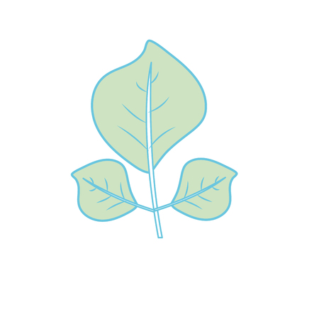 A natural leaves botany of tropical plant vector illustration.のイラスト素材
