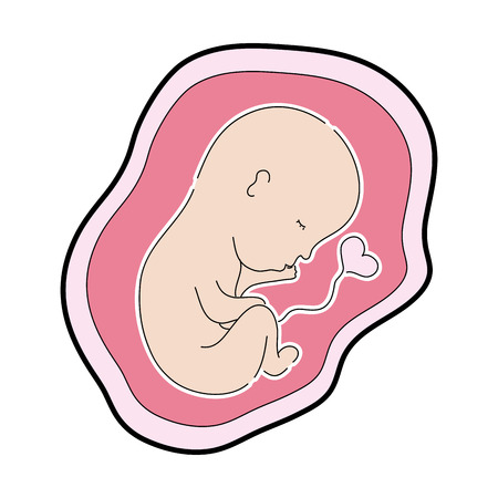 Illustration of a baby with umbilical cord in a heart shape inside the uterusのイラスト素材