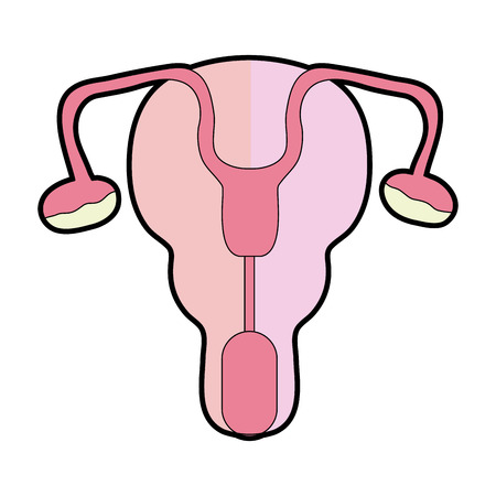 A vector illustration of fallopian tubes and uterus female reproductive organのイラスト素材