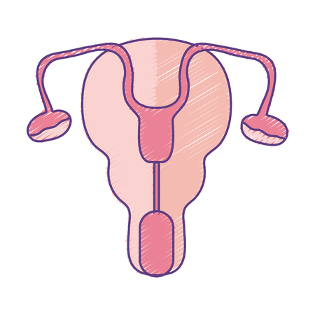 Colorful illustration of a fallopian tube and uterus female reproductive organsのイラスト素材