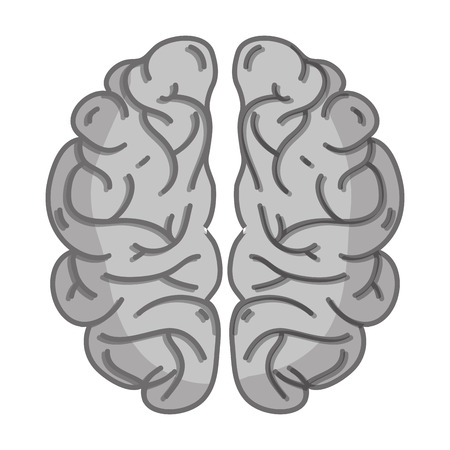 grayscale human brain anatomy to creative and intellect vector illustrationのイラスト素材