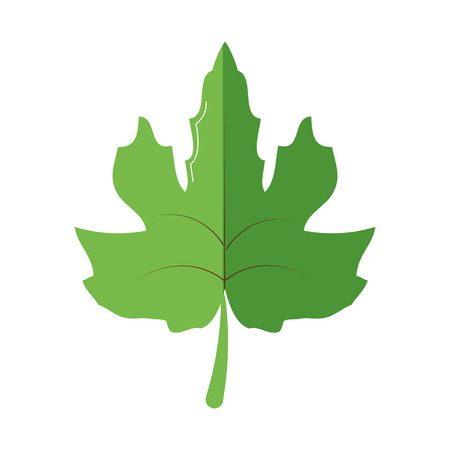 Isolated leaf designのイラスト素材